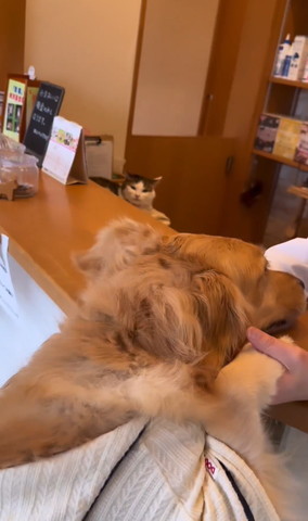 受付にワンコと猫