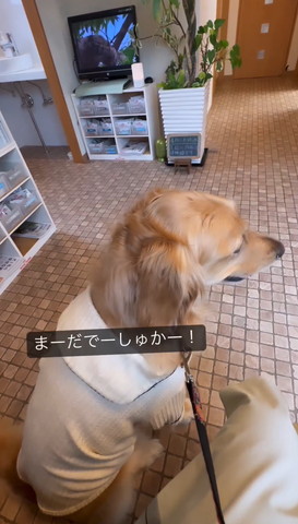 まーだでーしゅかーテロップ