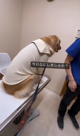 今日何しましゅかテロップ