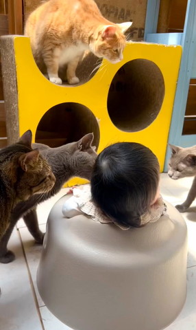 集まってくる4匹の猫