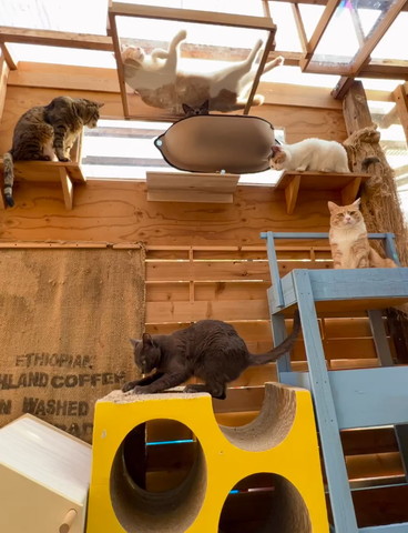5匹の猫