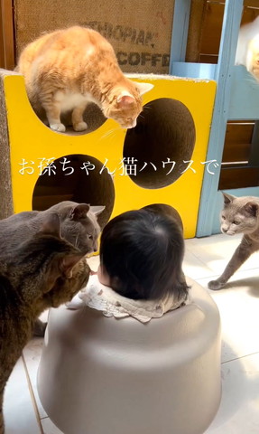 集まってくる4匹の猫匂いをかぐグレー猫キジトラ猫