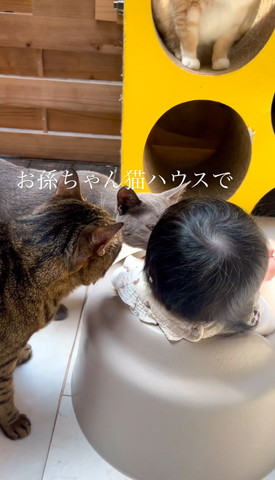 グレー猫キジトラ猫とお孫さん