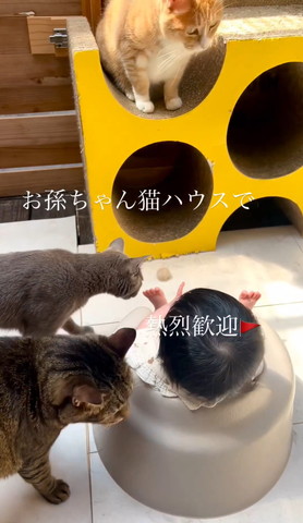 足の匂いをかぐグレー猫