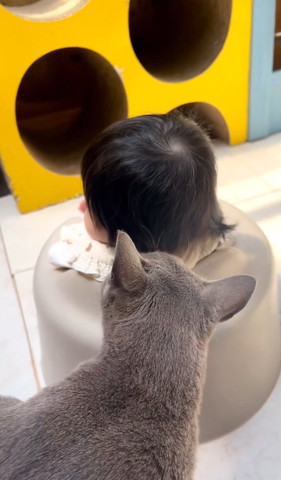 赤ちゃんの頭の匂いかぐ猫