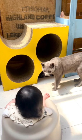 赤ちゃんを見る猫