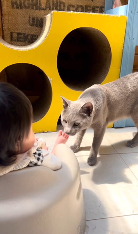 足の匂いかぐグレー猫
