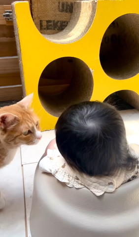 赤ちゃんを見つめる茶白猫