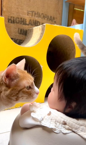 赤ちゃんを見つめる茶白猫アップ