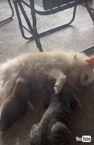 子犬と子猫を世話するワンコ