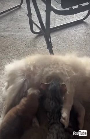 子犬と子猫を世話するワンコ