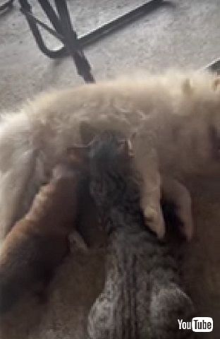 子犬と子猫を世話するワンコ