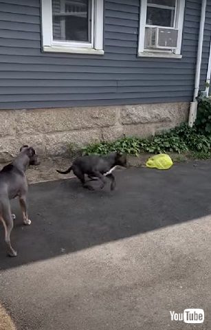 レジ袋が怖いワンコ