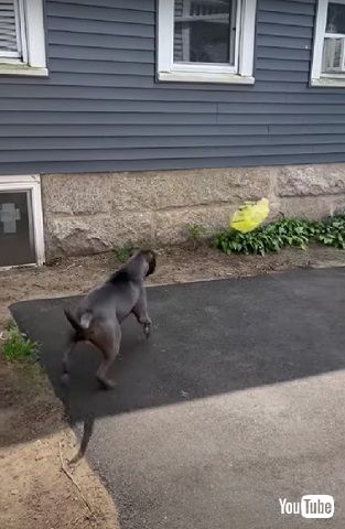 レジ袋が怖いワンコ