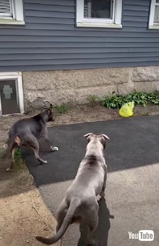 レジ袋が怖いワンコ