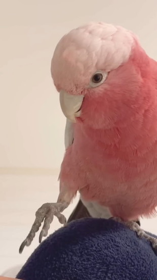 オウム
