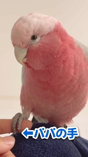 指を掴む鳥