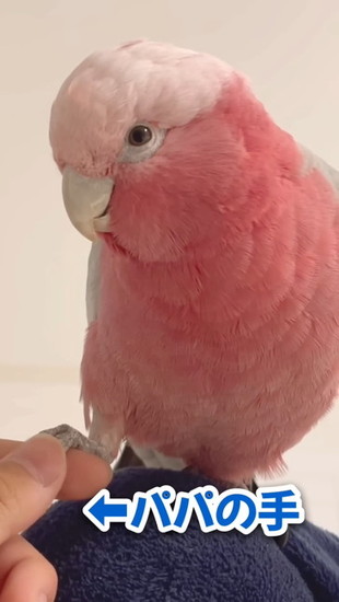 握手する鳥
