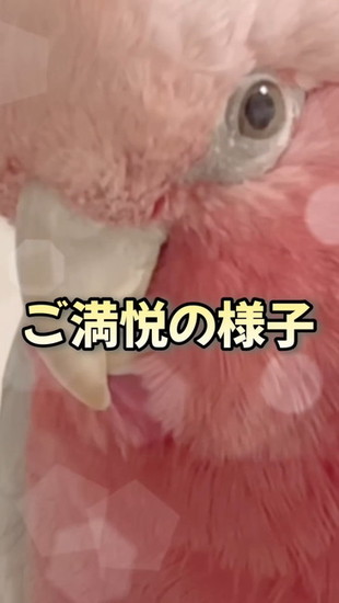 喜ぶ鳥