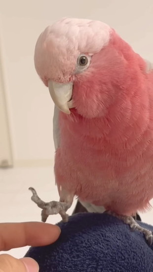 指をはなす鳥