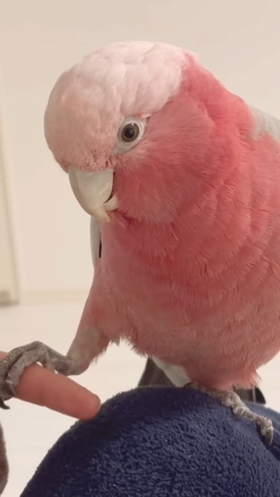 指を掴む鳥