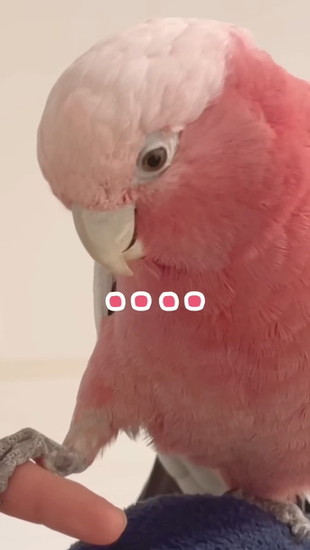 よく見る鳥