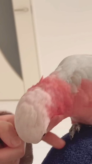 噛みつく鳥