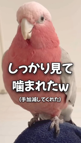 満足そうな鳥
