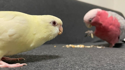 2匹の鳥