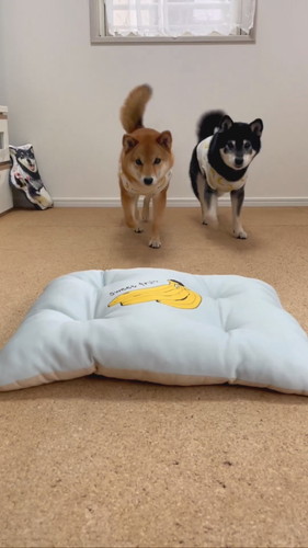 柴犬2匹がそろって礼をする