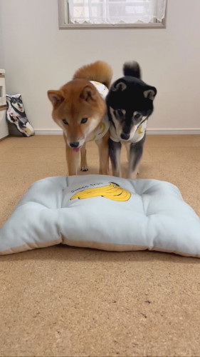 柴犬2匹がそろって礼をする