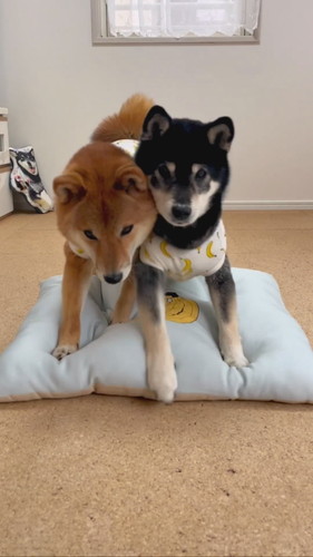 柴犬2匹がそろって礼をする