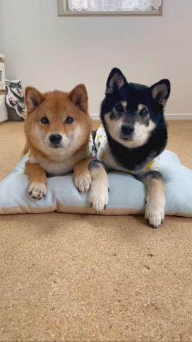 柴犬2匹がそろって礼をする