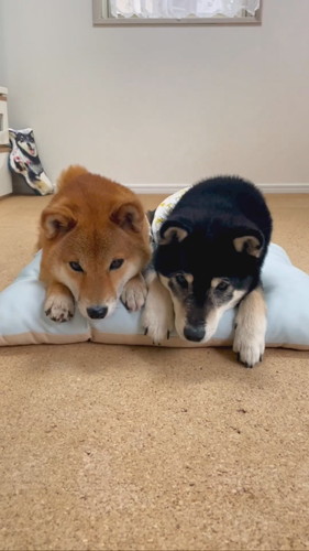 柴犬2匹がそろって礼をする