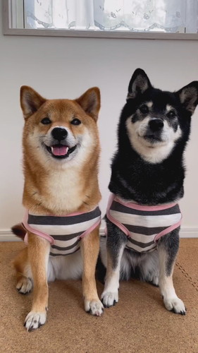柴犬2匹がそろって礼をする