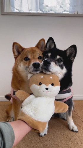 柴犬2匹がそろって礼をする