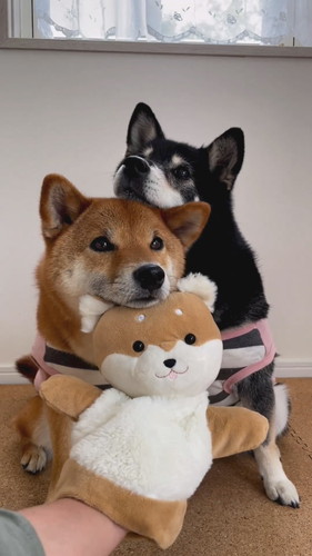 柴犬2匹がそろって礼をする