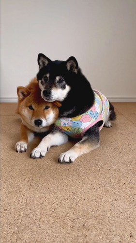 柴犬2匹がそろって礼をする