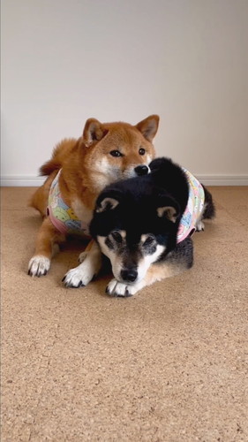 柴犬2匹がそろって礼をする