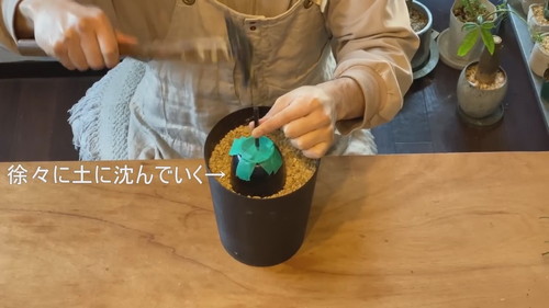 「ドリル不要!!100均の食器に穴を空けて鉢にする方法【観葉植物】ダイソー」