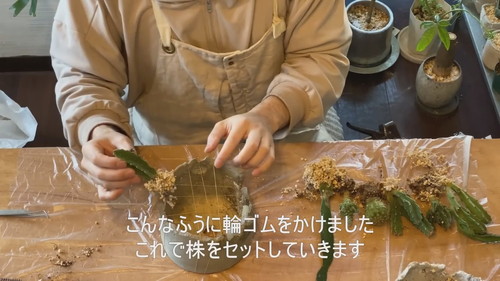 「ドリル不要!!100均の食器に穴を空けて鉢にする方法【観葉植物】ダイソー」