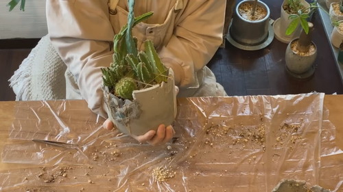 「ドリル不要!!100均の食器に穴を空けて鉢にする方法【観葉植物】ダイソー」