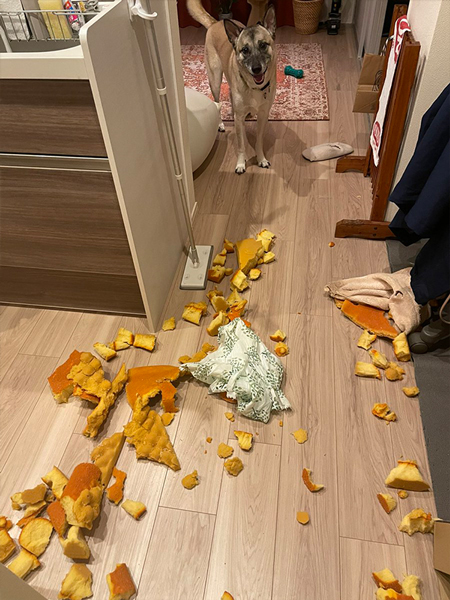 やきもちでクッション破壊