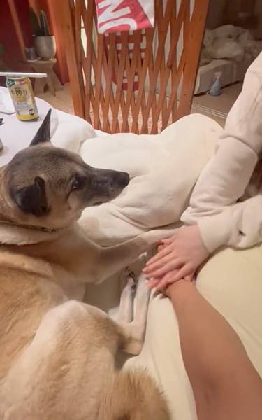 飼い主を見る犬