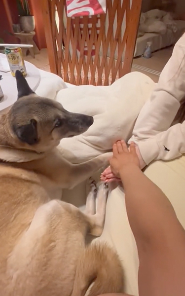 参加したい犬