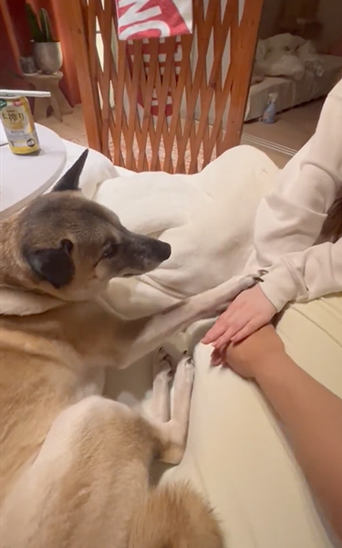 成功した犬