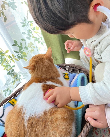 お医者さんごっこしてる猫と息子さん