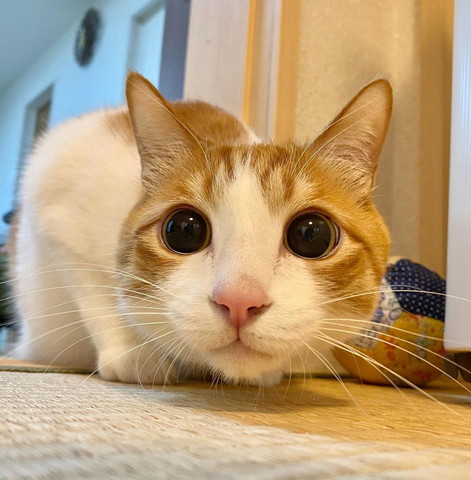 黒目がちな猫アップ