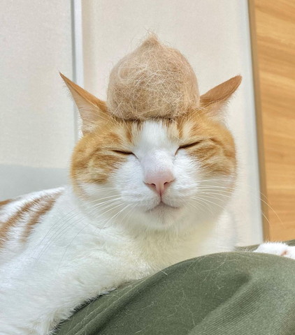 毛玉乗せてる猫