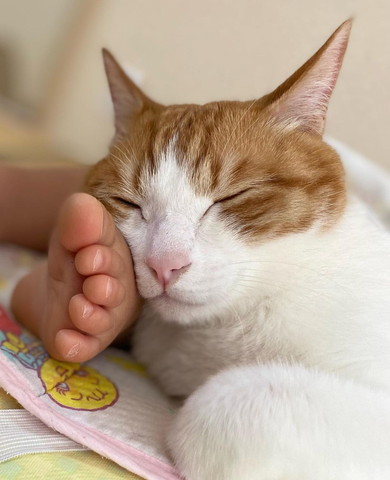 子供の足で寝てる猫